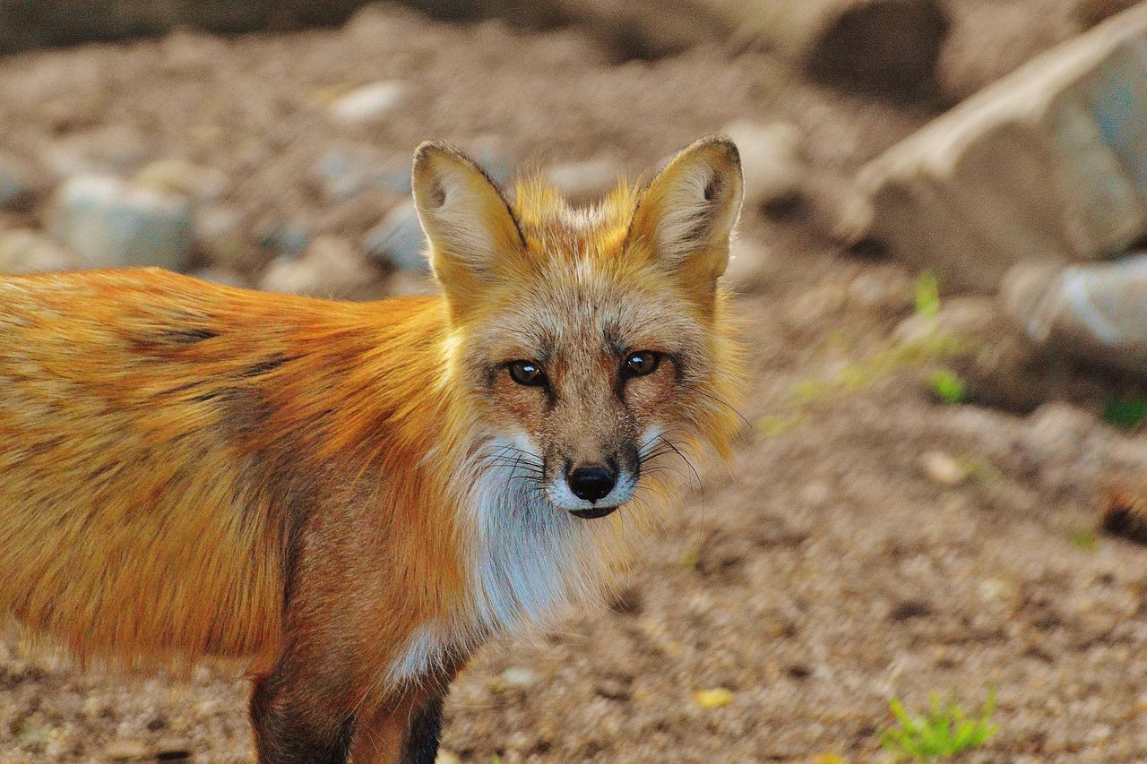 Firefox dostanie nowe logo, ale płomienne futro nie uratuje lisa