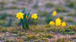 Powiat lęborski: Żonkilowa akcja dla hospicjum