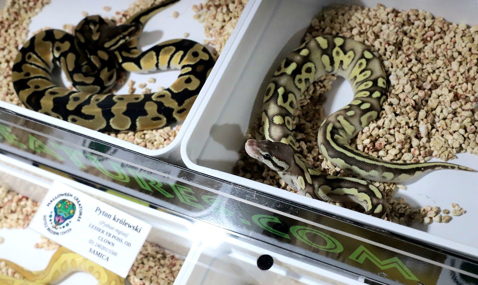 15.12.2024 WROCLAW
 GAZETA WROCLAWSKA
 WROCLAW, HALA ORBITA, TARGI ZWIERZAT EGZOTYCZNYCH ZOOEGZOTYKA
 JAROSLAW JAKUBCZAK/POLSKA PRESS
 WAZ PAJAK JADOWITY RYBKA AKWARIUM TARANTULA JADALNY OWAD ROBAK