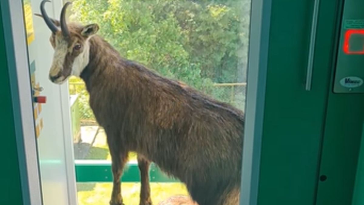 Osoba, która zobaczyła w windzie kozicę górską, musiała się mocno zdziwić... Dokąd się wybierała?