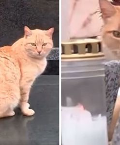 Zamieszkał na cmentarzu po śmierci opiekuna. Kot musiał wrócić do domu