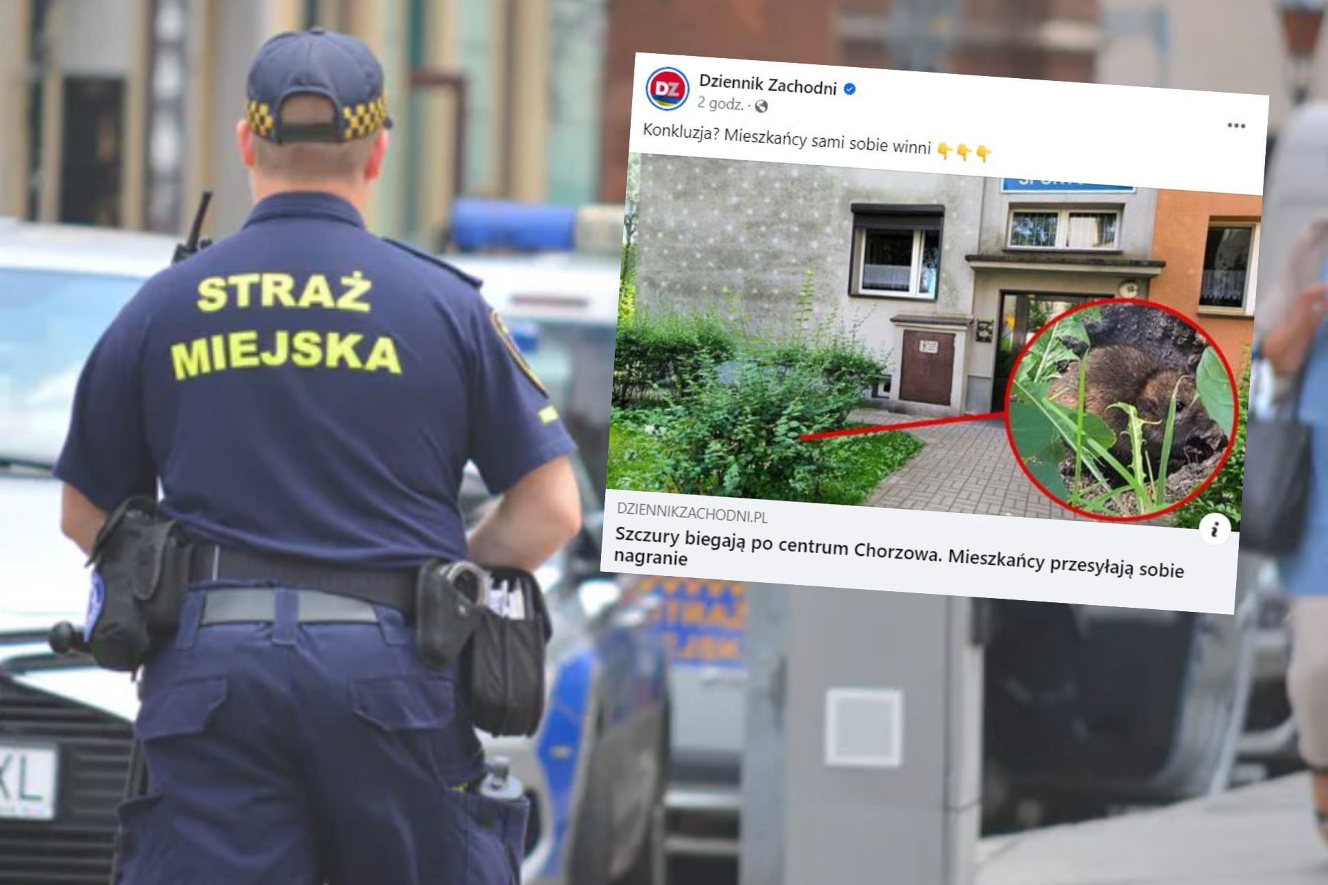 Szczury grasują w mieście. Mieszkańcy boją się gryzoni