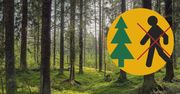 Szkodniki atakują lubuskie lasy. Ludzie odpowiedzą atakiem z powietrza