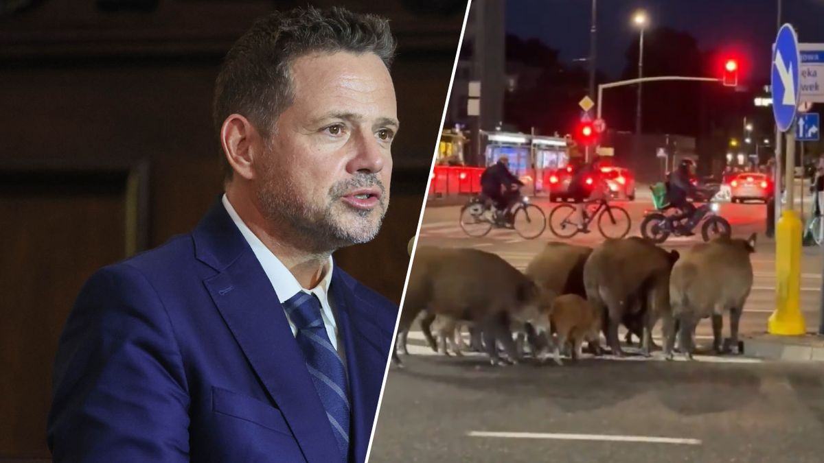 Trzaskowski o problemie dzików w Warszawie