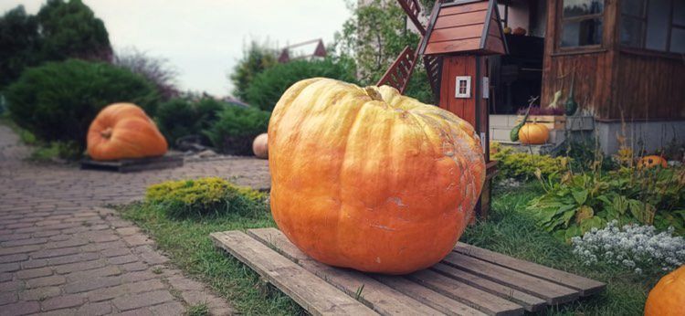 Na dyniowym polu znajdziemy wiele jej odmian