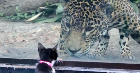 Postawili kota przed wybiegiem jaguara w zoo. Zobacz, jak zareagował. Nagranie
