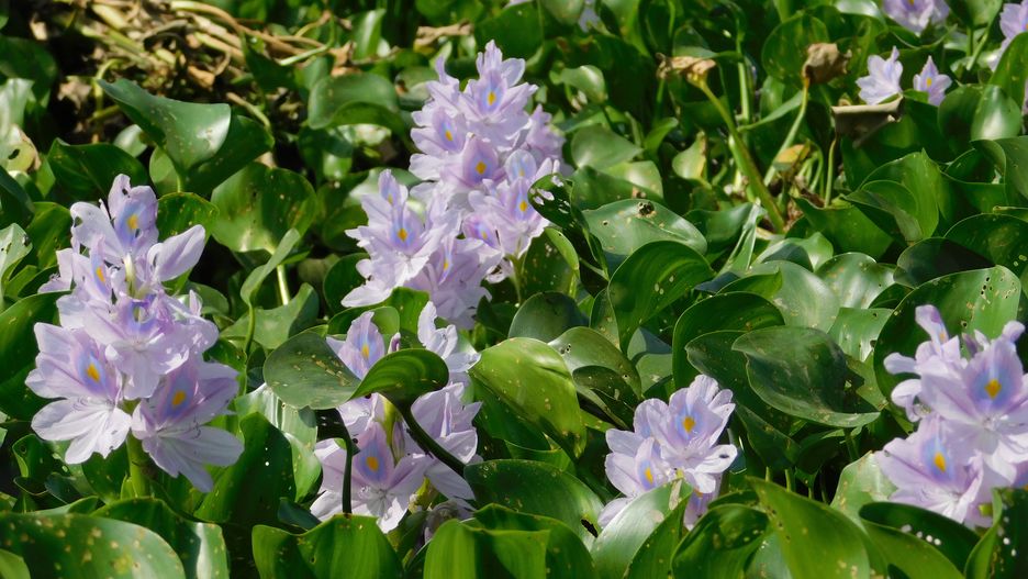 Eichhornia crassipes