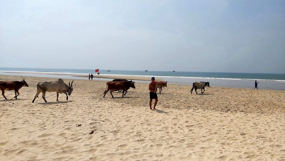Taki widok na plaży w Majorda to norma