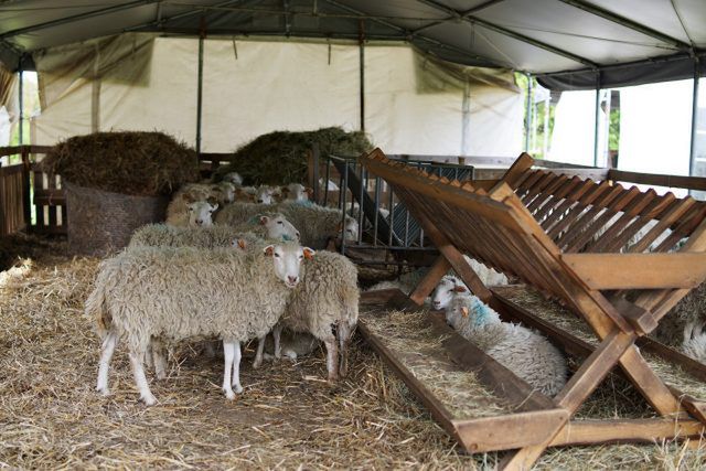 Żywe kosiarki wróciły na Zamek w Janowcu. Jednocześnie stały się atrakcją wśród turystów