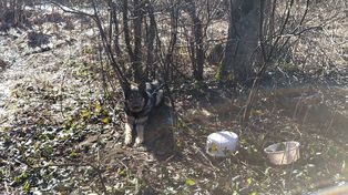 Bieszczady: Kierowcy quadów zatrzymani. Uratowano też porzuconego psa