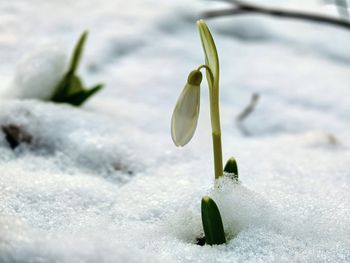 Zima w odwrocie. W Bieszczadach pierwsze kwiaty przebiły się przez śnieg