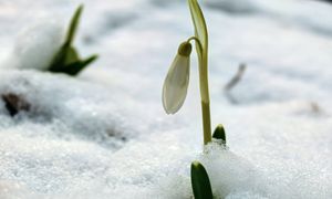Zima w odwrocie? W Bieszczadach pierwsze kwiaty przebiły się przez śnieg