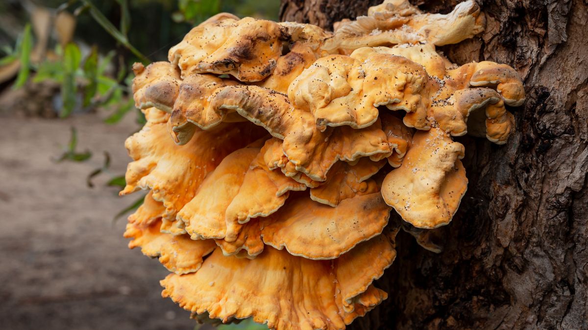 Żółciak siarkowy to rzadki owoc lasu