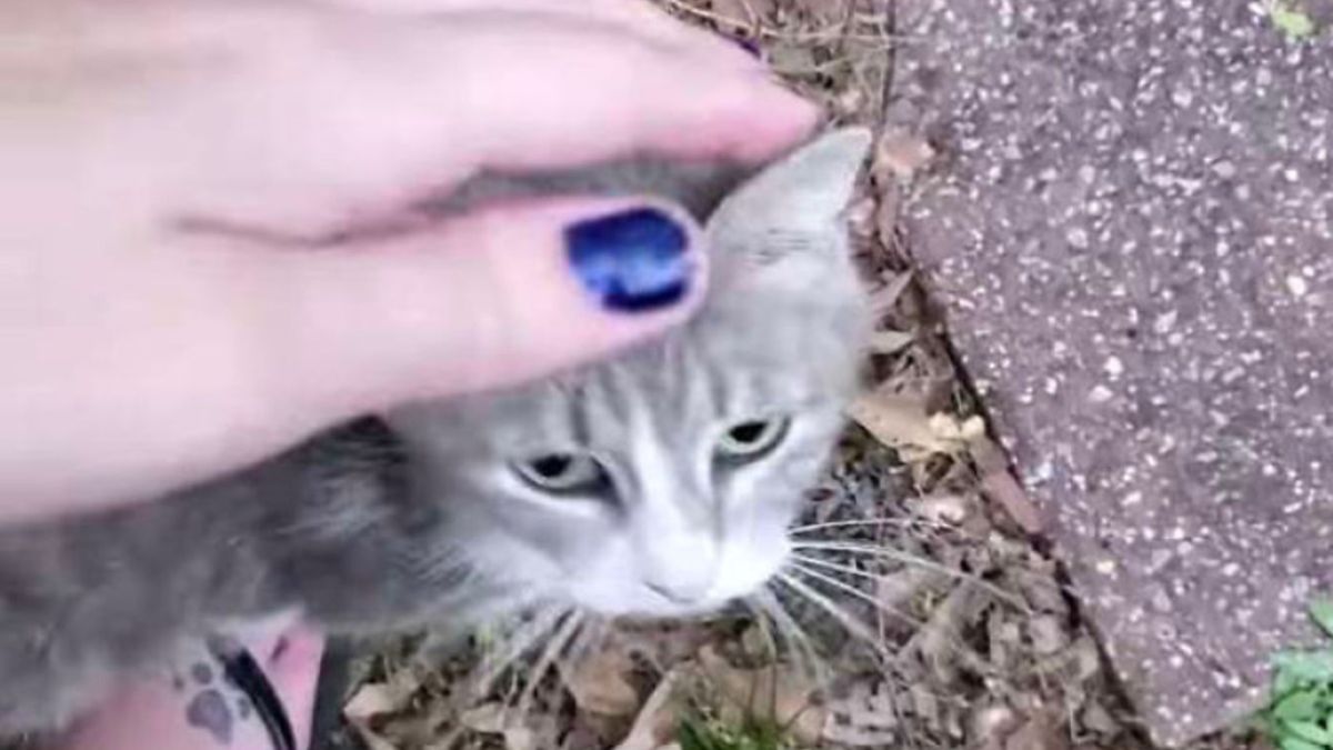 Shea Prior zaczęła opiekować się kotką, która przychodziła na jej podwórko. Z czasem okazało się, że nowa ulubienica posiada potomstwo 