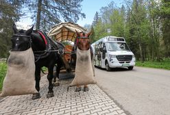 Konie kontra elektryki. Oto co wybierają turyści w Zakopanem