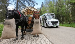 Konie kontra elektryki. Oto co wybierają turyści w Zakopanem
