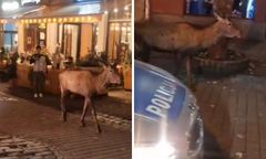 Spacerował dumnie. Niecodzienna eskorta na Krupówkach