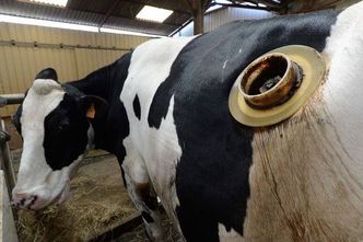 Krowy z 15-centymetrowymi dziurami w brzuchu. Po co ten okrutny zabieg?