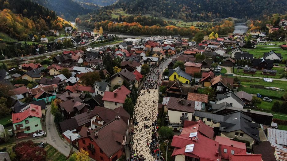 SZCZAWNICA, POLAND - OCTOBER 12: An aerial of sheep following their shepherds as they celebrate Redyk, marking the end of the sheep grazing season with locals in Szczawnica, Poland, on October 12, 2024. Every year in southern Poland, shepherds from the mountain region celebrate the end of the grazing season by descending from the mountains with their sheep, followed by folk celebrations in the villages. (Photo by Omar Marques/Anadolu via Getty Images)