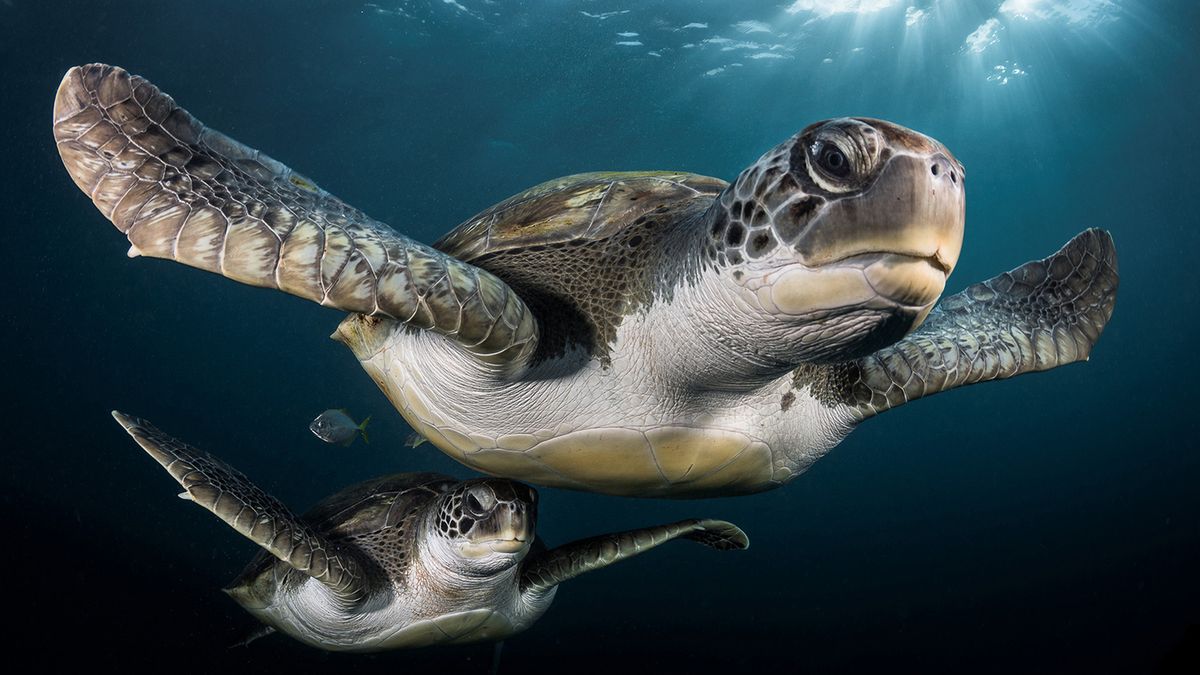 Takiego świata nie znacie. Oto najpiękniejsze zdjęcia podwodne w konkursie Underwater Photographer of the Year 2017 1