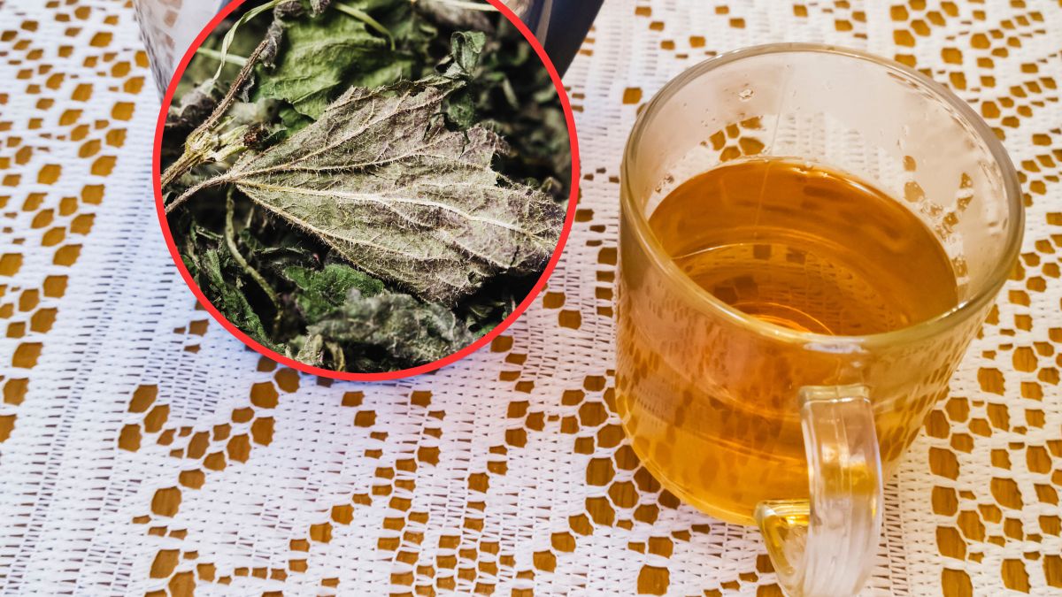 Napar z pokrzywy działa przeciwzapalnie i antyoksydacyjnie