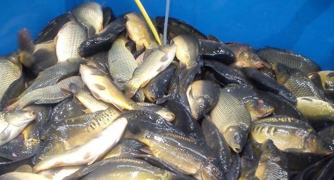 Tesco nie będzie w tym roku sprzedawać żywych karpi