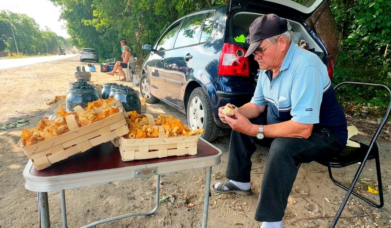 Letnie grzybobranie. Takie grzyby możesz znaleźć w czerwcu, lipcu i sierpniu w lesie. Sprawdź, co teraz rośnie! [12.06.25]
