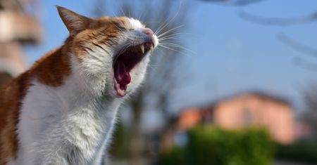 Czy Twój kot się nudzi? Uważaj, to może być niebezpieczne!