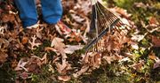 Czy grabić liście? Ekspert rozwiewa wątpliwości