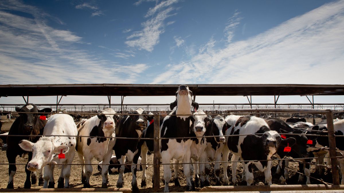 Mooing cowCattle at the Brandenberg Feed Yard in Calexico in Imperial County, in April 2014. Brandenberg Feed Yard is operated by the Meloland Cattle Company. Dostawca: PAP/DPA.093333+0000Agrarwirtschaft, Amerika, Bauernhof, Brandenberg, CA, Calexico, California, Farm, Futterstelle, Imperial County, Kalifornien, Kuh, Landwirtschaft, Meloland Cattle Company, Nahrungsmittel, Nahrungsmittelproduktion, Nordamerika, Nutztier, Produktion, Rind, SoCal, Suedkalifornien, USA, Vieh, Viehzucht, America, farm, cow, farming, agriculture, food, foods, production, beef, cattle, bovine, United States of America, livestock, FIN