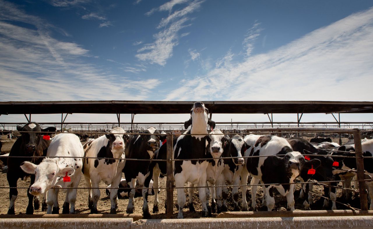 Śmierć tysięcy krów. Powodem upał