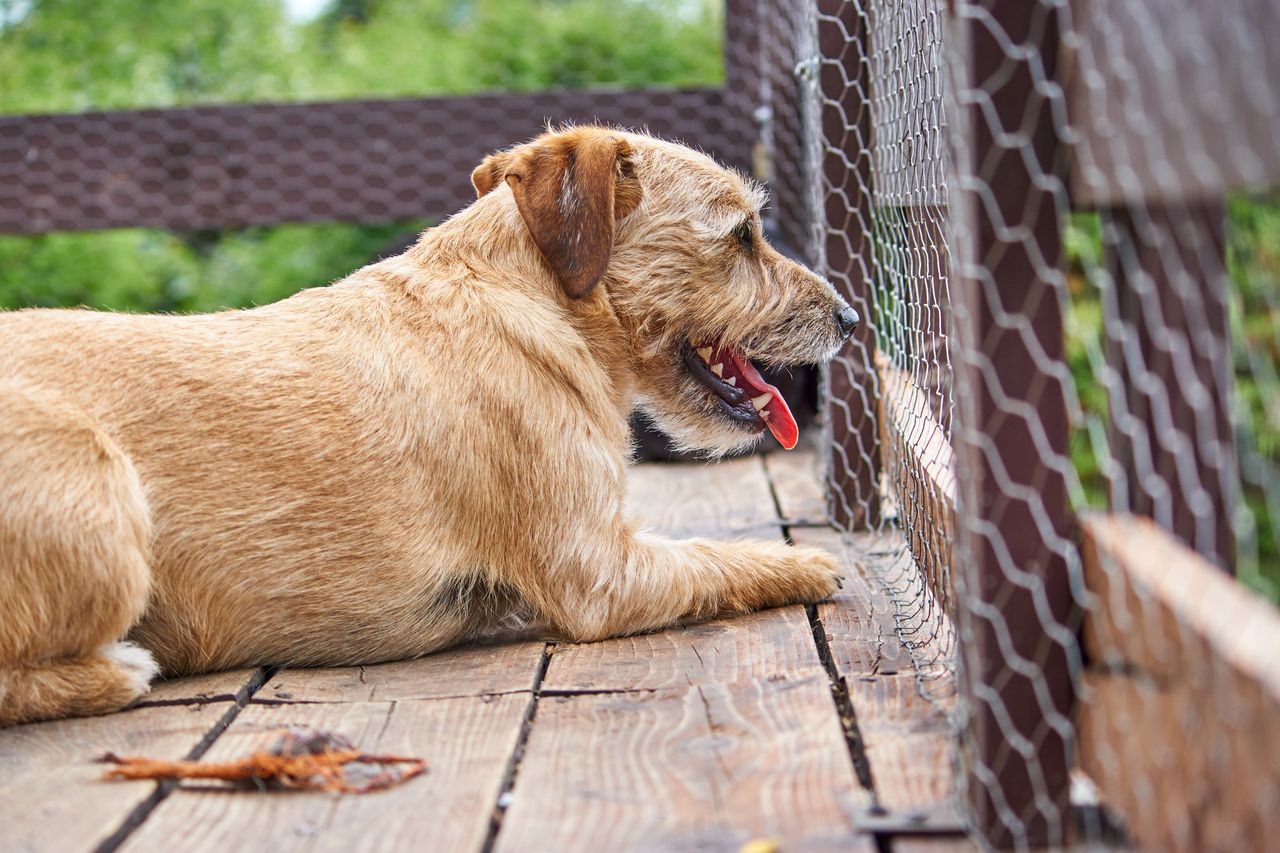 Pies odwraca głowę, gdy robisz mu zdjęcie? To mówi więcej niż myślisz