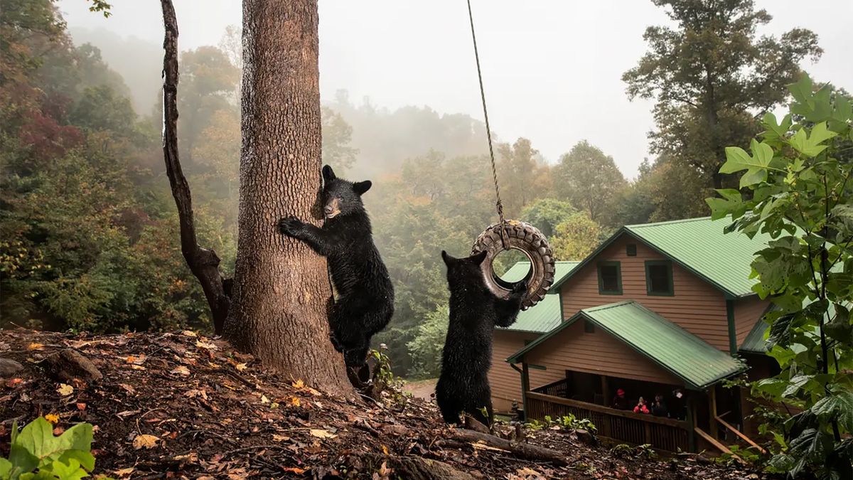 Projekt "Cities Gone Wild" zdobył I miejsce w kat. "Dzika przyroda i natura" w tegorocznym konkursie Sony World Photography Awards.