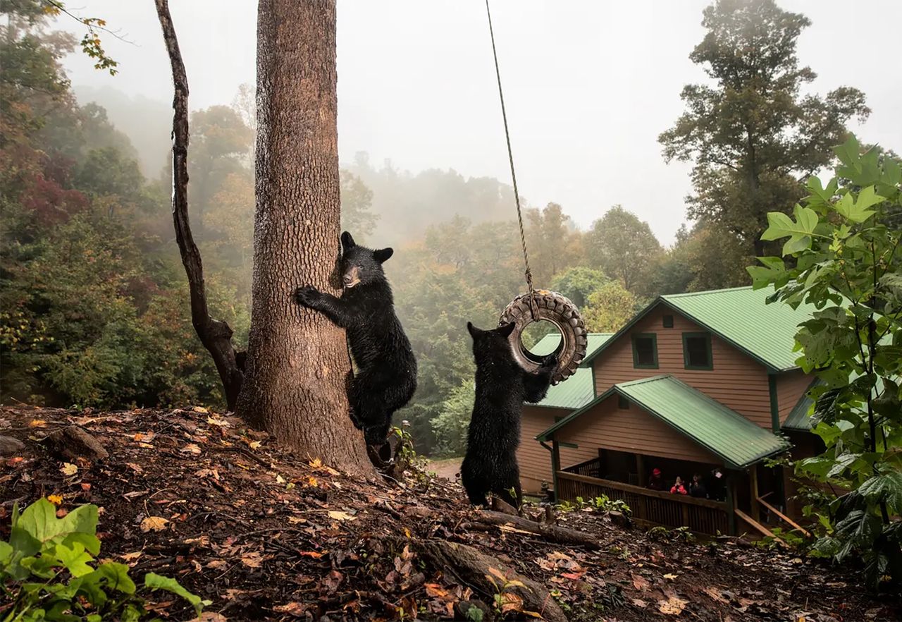 Projekt "Cities Gone Wild" zdobył I miejsce w kat. "Dzika przyroda i natura" w tegorocznym konkursie Sony World Photography Awards.