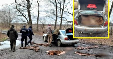 Ugrzązł w lesie. Mundurowi zajrzeli do bagażnika i zdębieli