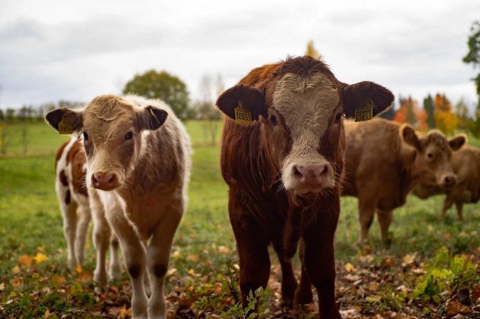 Białoruś tuszuje epidemię. Dlaczego tysiące krów padają, a ludzie chorują?