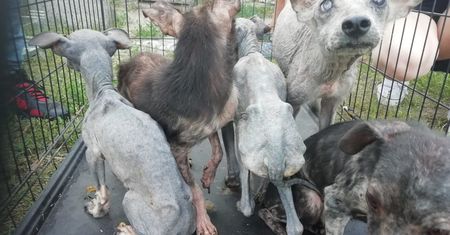 Prawie 40 wycieńczonych psów i zwłoki zwierząt w kartonie na posesji pod Garwolinem