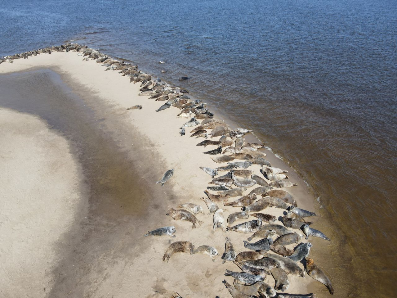 Niezwykłe zdjęcie z polskiej plaży. Po prostu leżały w słońcu