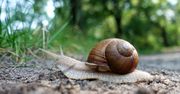 Ślimaki potrafią włączyć "piąty bieg". Zaskoczyły prędkością nawet naukowców