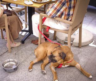Restauracje ze specjalnym menu dla zwierząt. Tak się zarabia na miłośnikach czworonogów