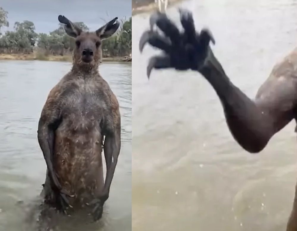 A kangaroo attacked a man.