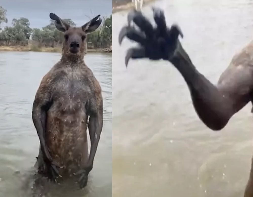 Wideo z Australii obiegło sieć. "Nie mogę odzobaczyć"