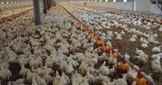Śmierć kurczaków w męczarniach. Rachunki dobijają hodowców