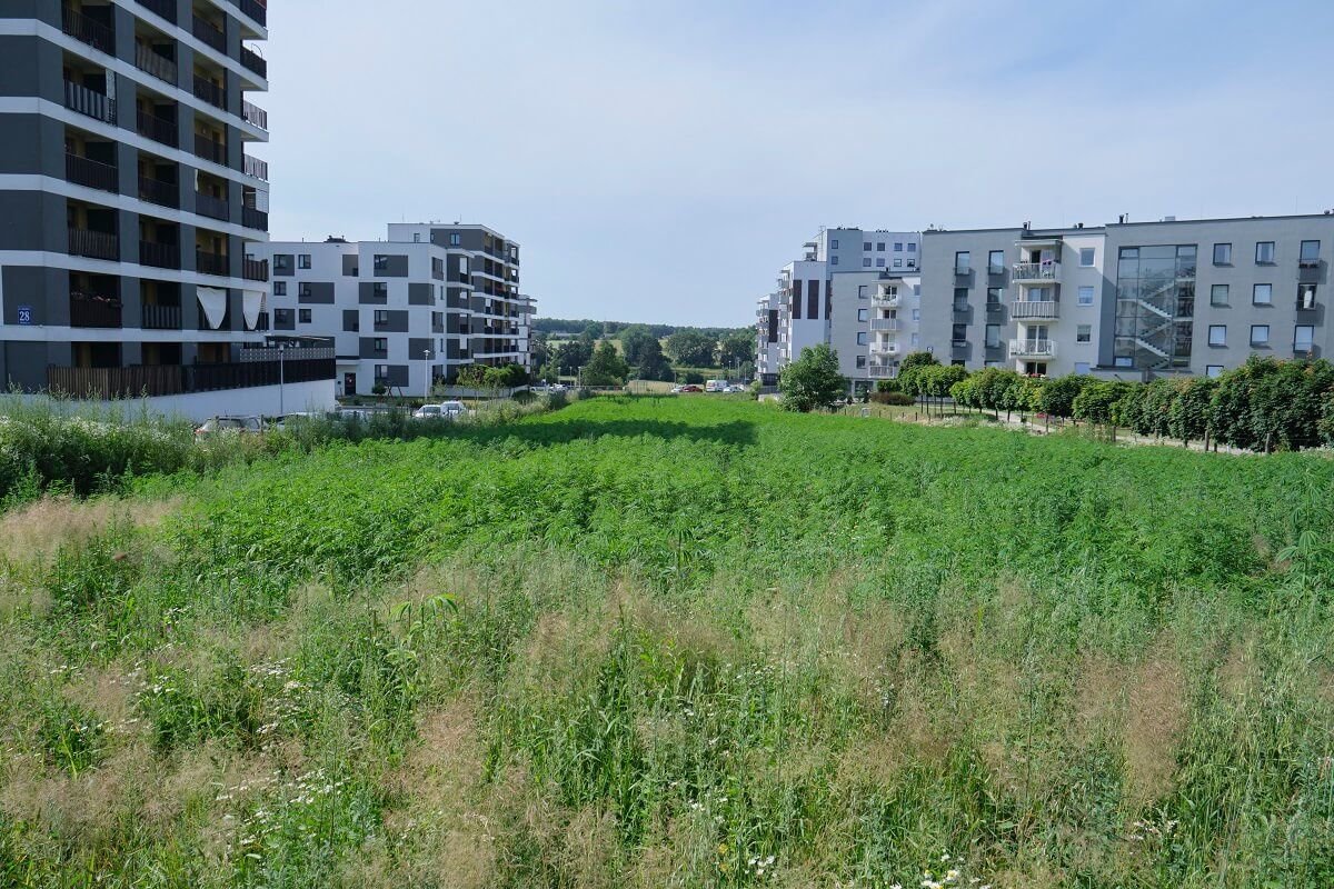 Plantacja konopi włóknistych przy ul. Jantarowej w Lublinie