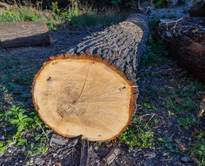 Daleszyce: Nie żyje kobieta przygnieciona przez drzewo