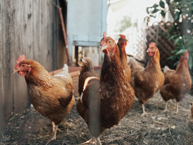 Dobrostan drobiu jest wciąż daleki od poprawnego w hodowlach dostawców KFC (zdj. ilustracyjne).