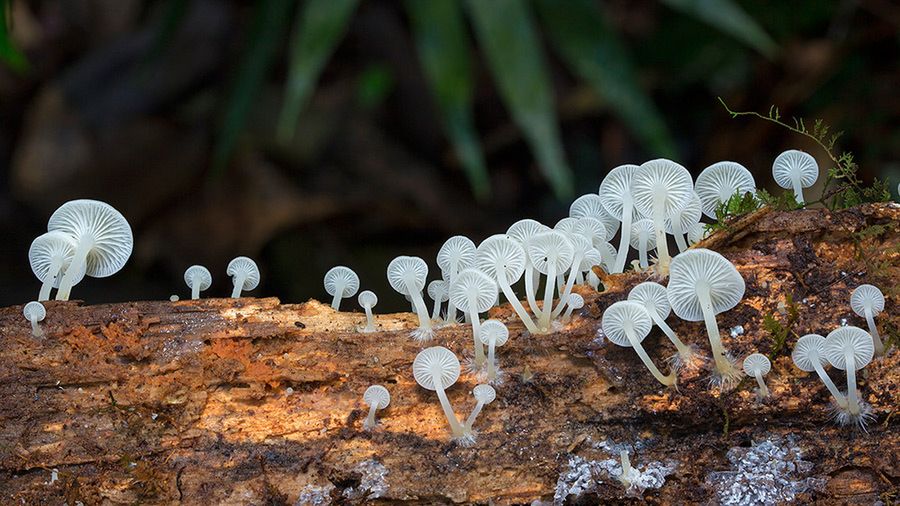 Magiczny świat australijskich grzybków sfotografowany przez Steve'a Axforda 17