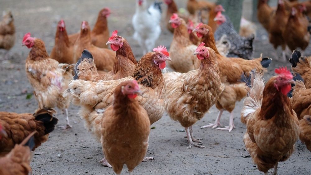 Polska Meat jest największym europejskim eksporterem kur. Za granice wysyła miesięcznie blisko 6 tys. ton.