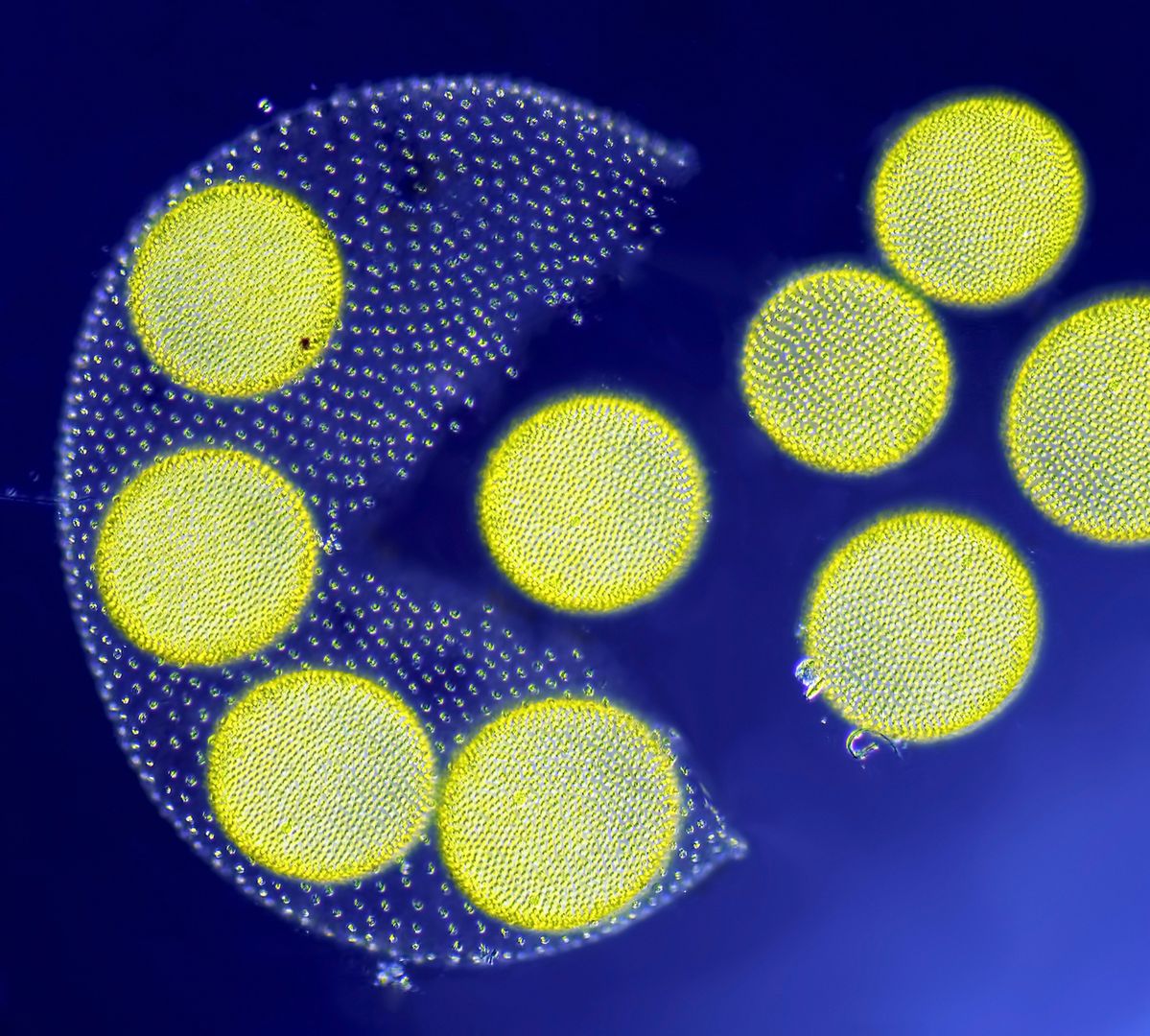 Nikon Small World 2017 - wspaniały mikroświat na zdjęciach z całego świata 4