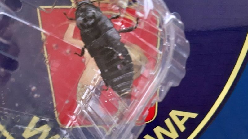 Warszawa. Strażnicy miejscy bezpiecznie odłowili robaka